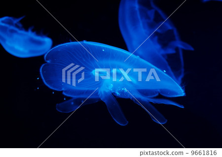 jellyfish  jellyfish  9661816