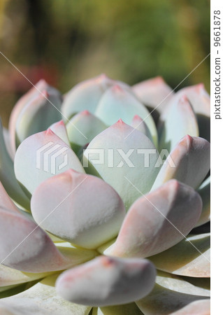 Ebeveria: Laurines 9661878