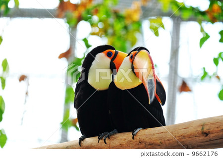 Toucan 9662176
