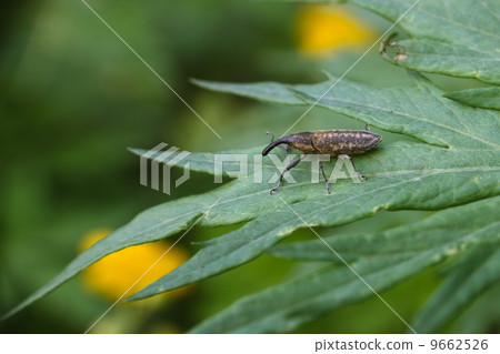 Weevil beetle 9662526