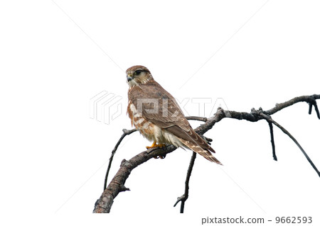 Merlin falcon 9662593