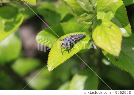 Ladybird of ladybug 9662938