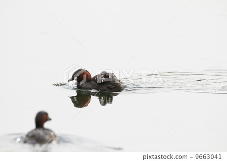 Grevibri的家庭 Grevibri的家庭 9663041