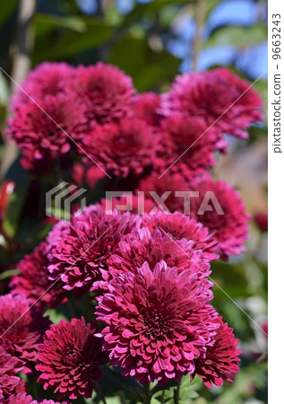 Gigantic Gigantic 9663243