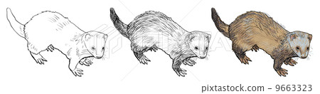 Drawing of ferret Drawing of ferret 9663323