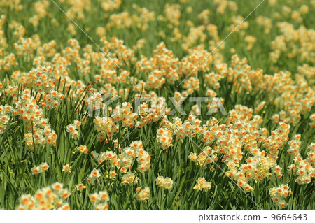 Nada Kuroiwa Water Sengoku Nada Kuroiwa Water Sengoku 9664643