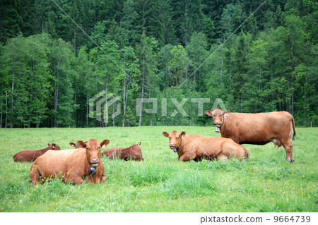 Alpine cows on green grass in Switzerland 9664739