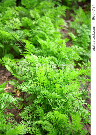 Bed of young carrots growing 9664784