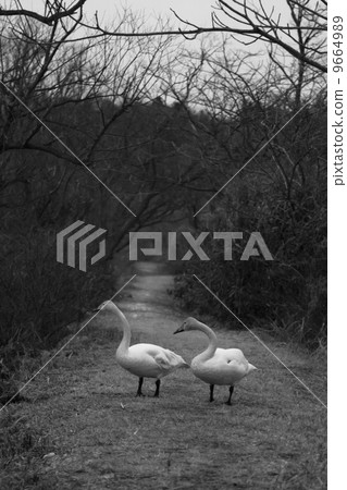 天鵝 天鵝 9664989