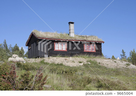 Norwegian cabin with sheep (Blahoe moutain, Vagamo, Norway) Norwegian cabin with sheep (Blahoe moutain, Vagamo, Norway) 9665004