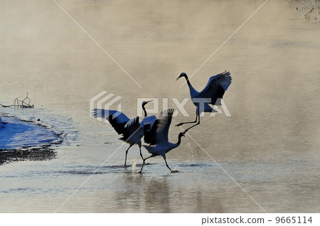 Frozen crane's courtship dance Frozen crane's courtship dance 9665114