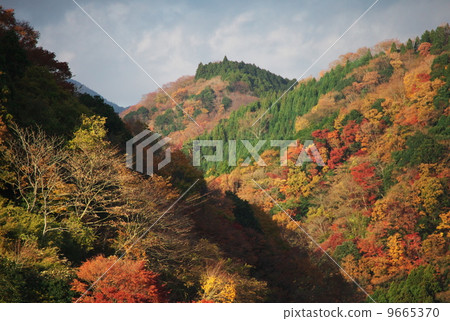 Tanzawa's autumn leaves 9665370