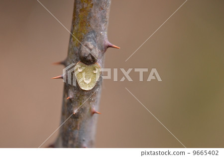 Braised crow's shaw show 9665402