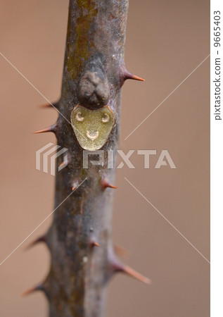 Braised crow's shaw show 9665403