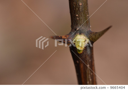 Buds of Harienju 9665404