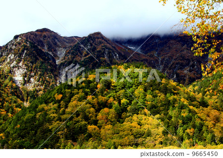 福澤捲曲的秋葉 9665450