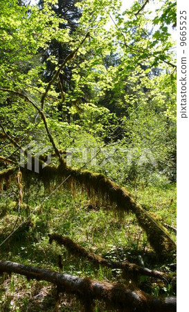 The best green 4 9665525