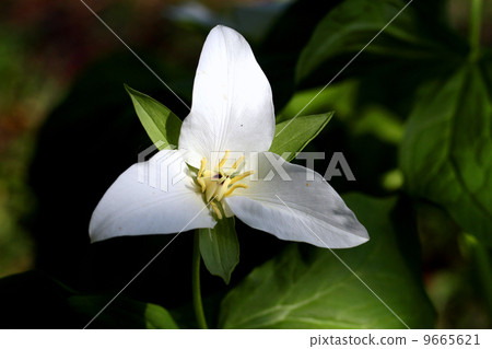 Flowers of big flowers Flowers of big flowers 9665621