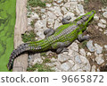Crocodile 9665872
