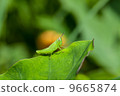 Grasshopper 9665874