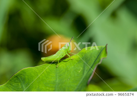 Grasshopper Grasshopper 9665874
