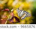 Lime butterfly 9665876