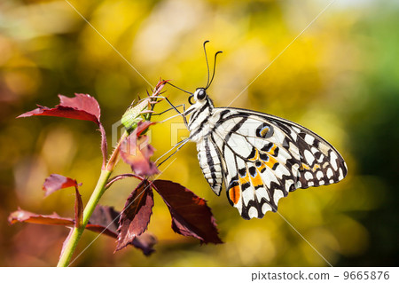 Lime butterfly 9665876
