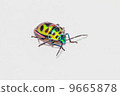 fresh jewel beetle 9665878
