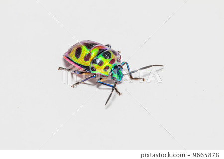 fresh jewel beetle fresh jewel beetle 9665878