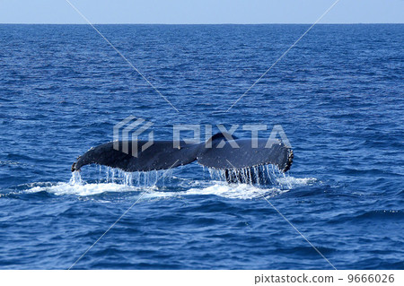 Humpback whale's tailbill 9666026