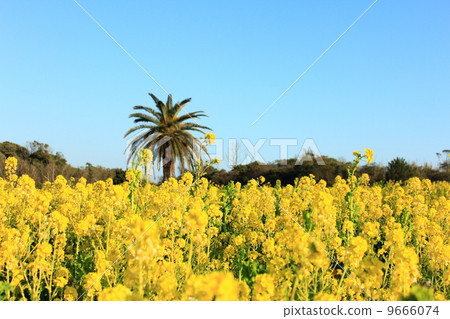 照片素材(图片): 油菜花田 盛开 茂盛