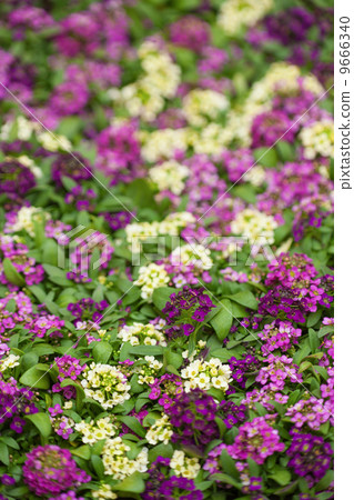 Alissam的花 9666340