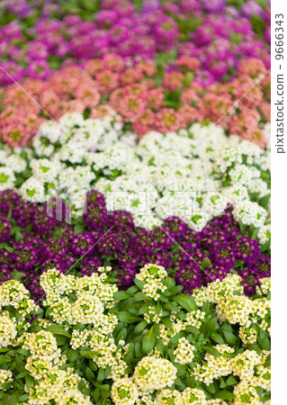 Alissam's flower 9666343
