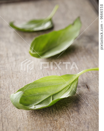 fresh green basil top leaves 9666558