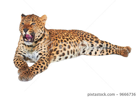 Leopard Leopard 9666736