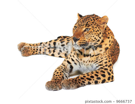 Leopard Leopard 9666737