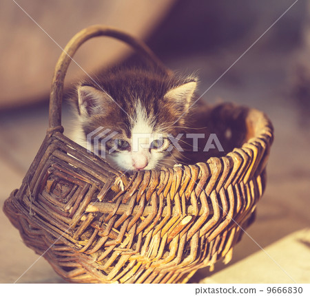 Kitten 9666830