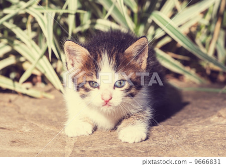 Kitten 9666831