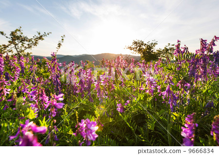Summer meadow 9666834