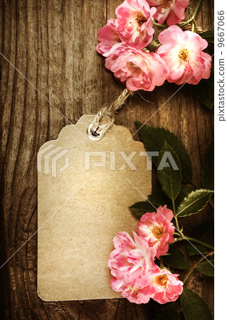 Roses and labels 9667066