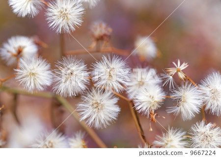 Fluff of tai chingers 9667224