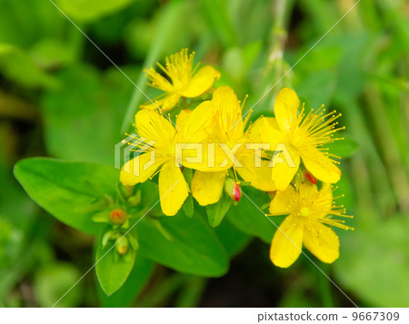 Shinano Otogiri Shinano Otogiri 9667309
