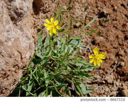Takanenikana Takanenikana 9667310