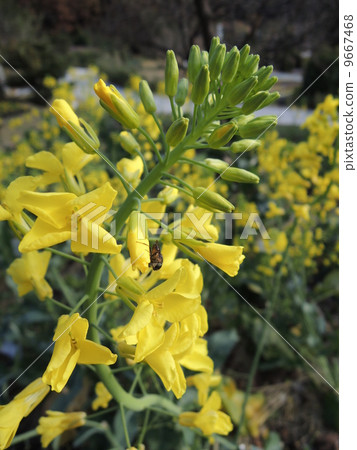 山口縣原始蔬菜是一種普通話花 9667468