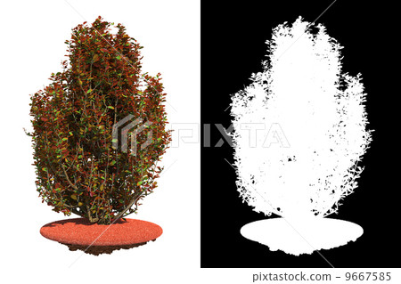 Red Shrub Isolated on White Background. 9667585