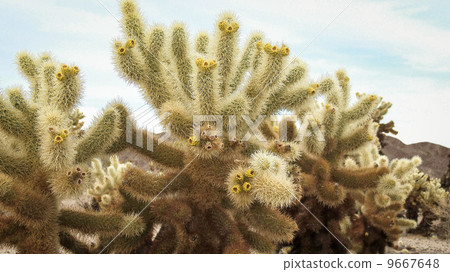 Cholla Cactus Cholla Cactus 9667648
