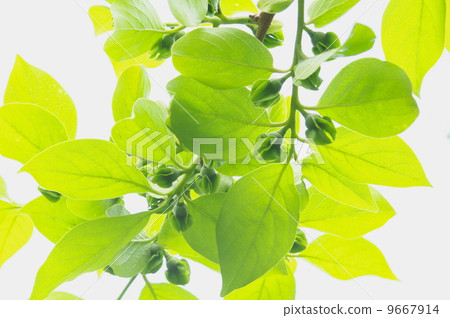 Persimmon leaves Persimmon leaves 9667914