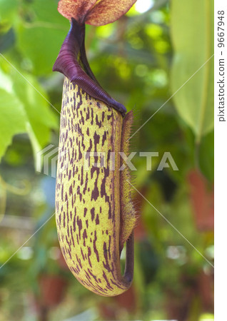 carnivorous pitcher plant carnivorous pitcher plant 9667948