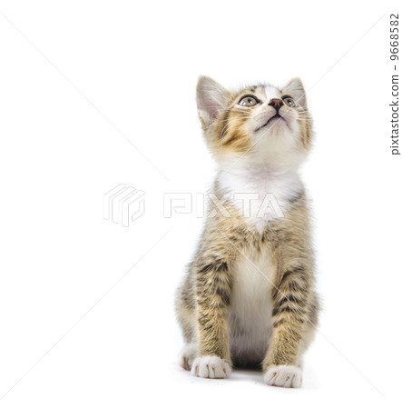 malaysian stray kitten isolated on white malaysian stray kitten isolated on white 9668582