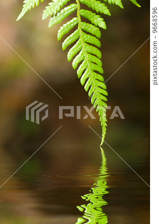 green leaf green leaf 9668596